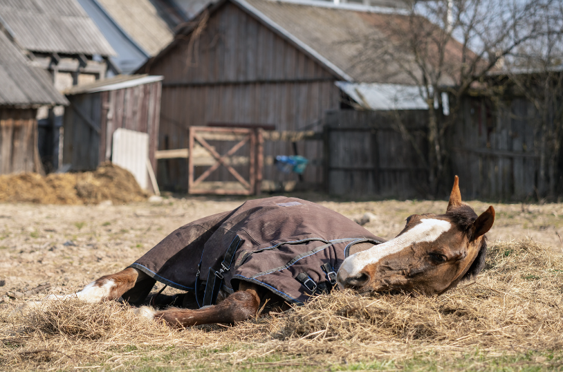 repos litiere cheval